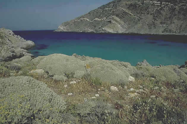 Centaurea horrida