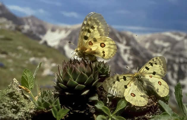 Parnassius apollo